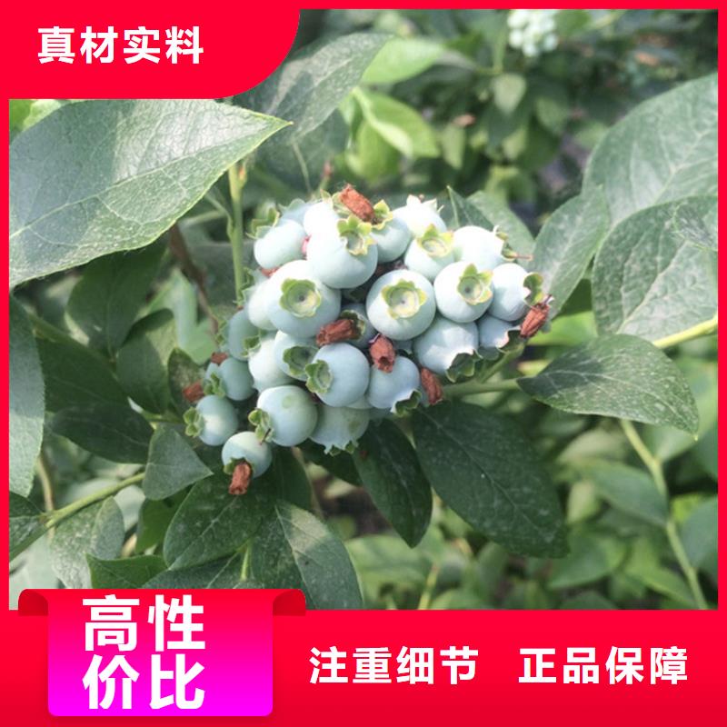 蓝莓苗北美冬青细节展示
