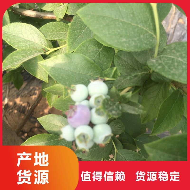【蓝莓苗草莓苗让客户买的放心】