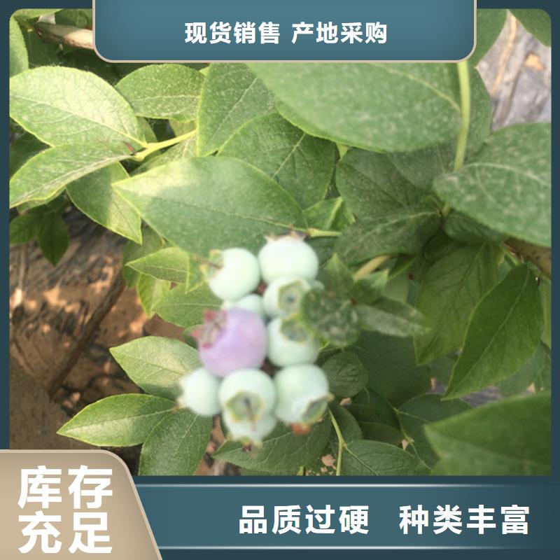 【蓝莓苗,桃树苗品质保障售后无忧】