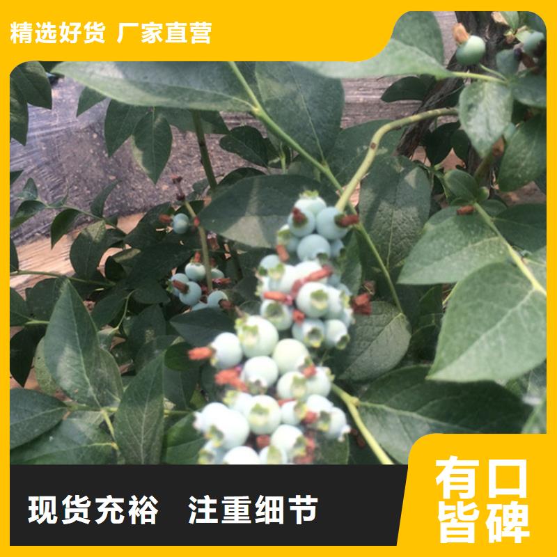蓝莓苗红颜草莓厂家直销值得选择