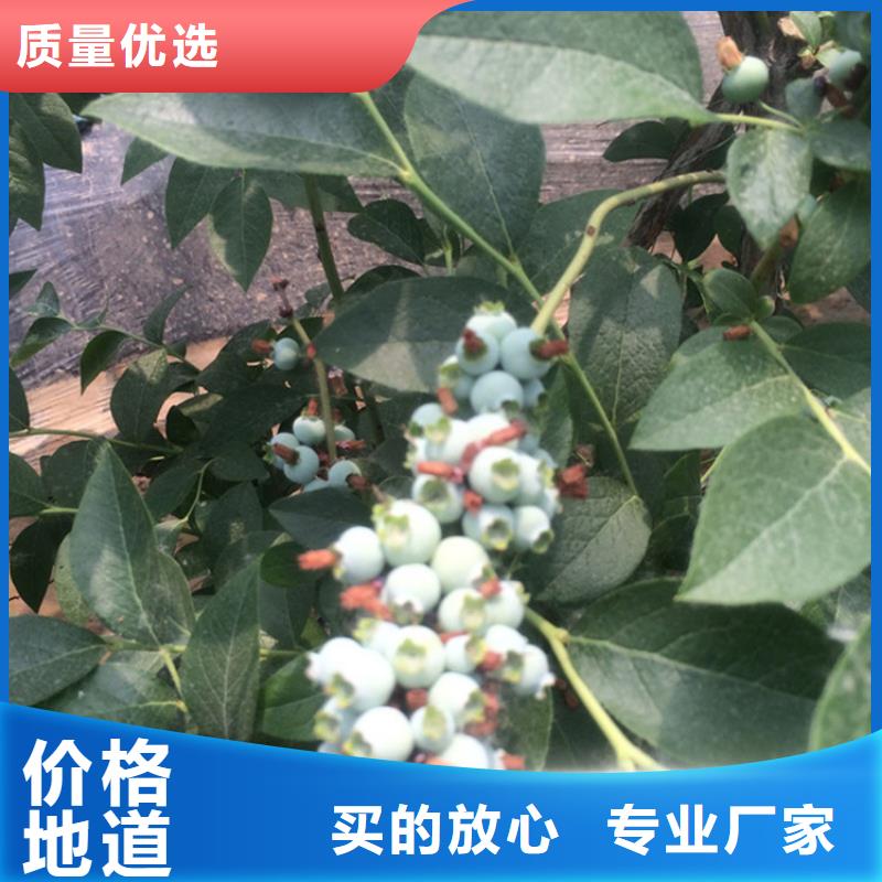 蓝莓苗苹果苗N年大品牌