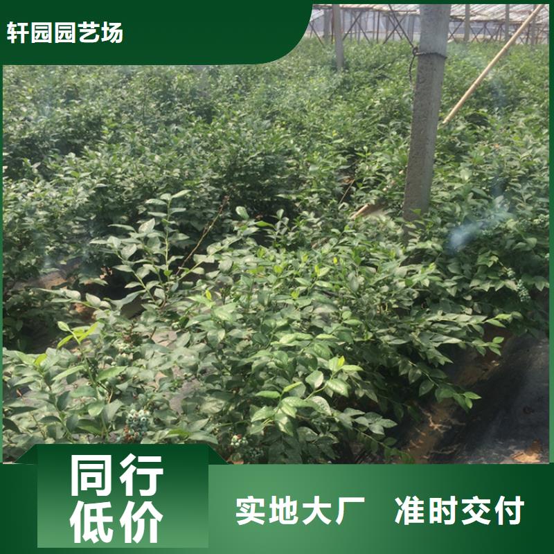 蓝莓苗,3公分石榴苗货源直销