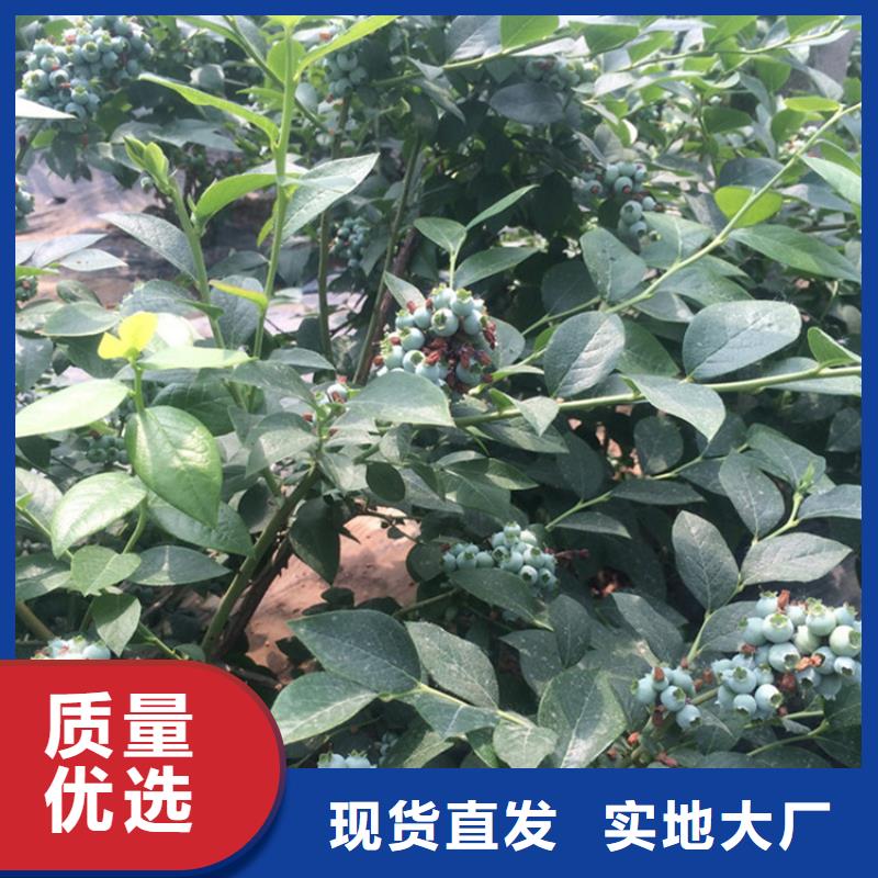 蓝莓苗_樱桃苗厂家规格全