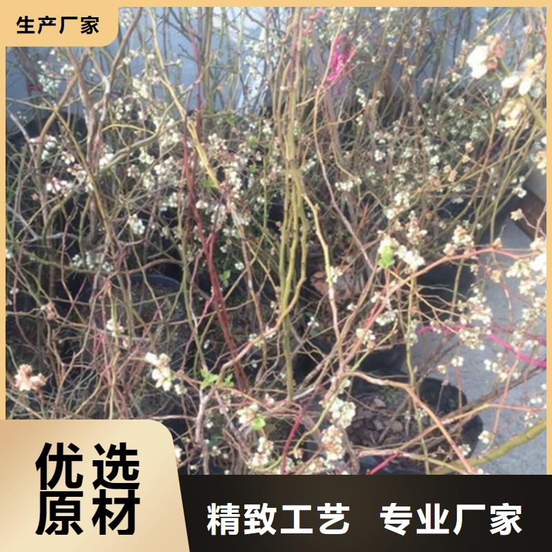 蓝莓苗黄瓜苗服务始终如一