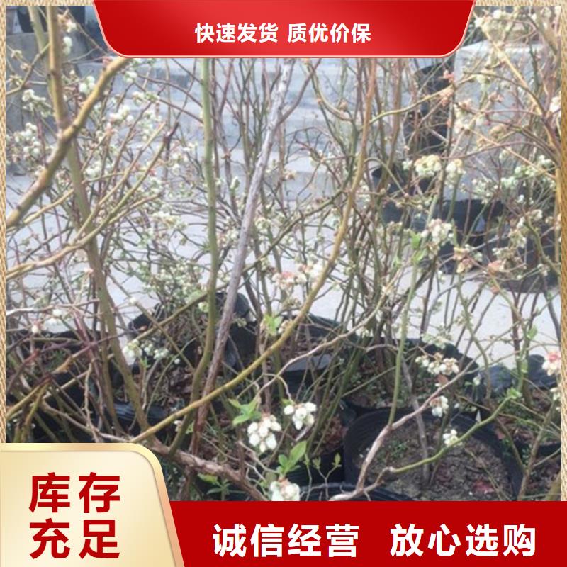 蓝莓苗玛瑙红石榴苗服务至上