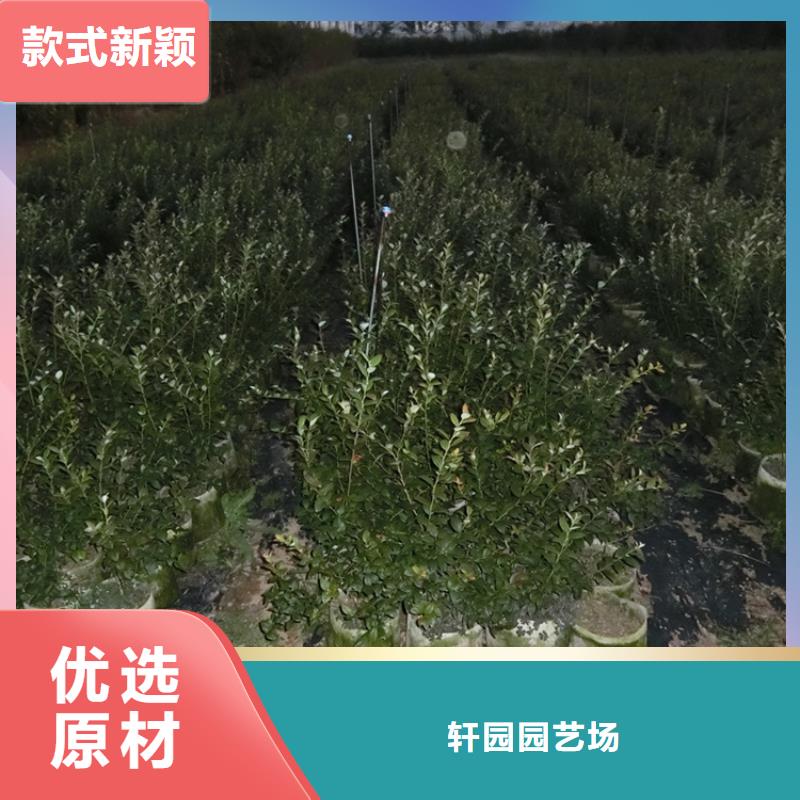 蓝莓苗樱桃苗常年供应