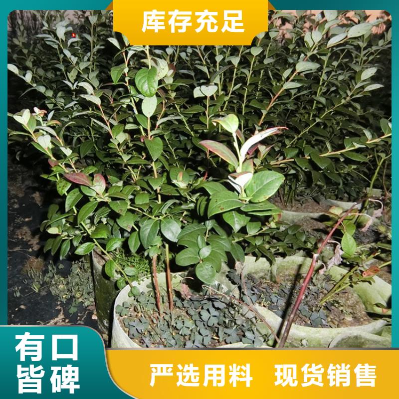 蓝莓苗,樱桃苗细节严格凸显品质