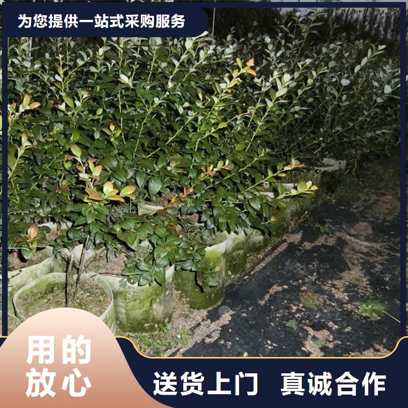 蓝莓苗【苹果苗】产品参数