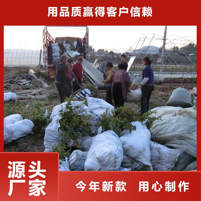 蓝莓苗梨树苗助您降低采购成本