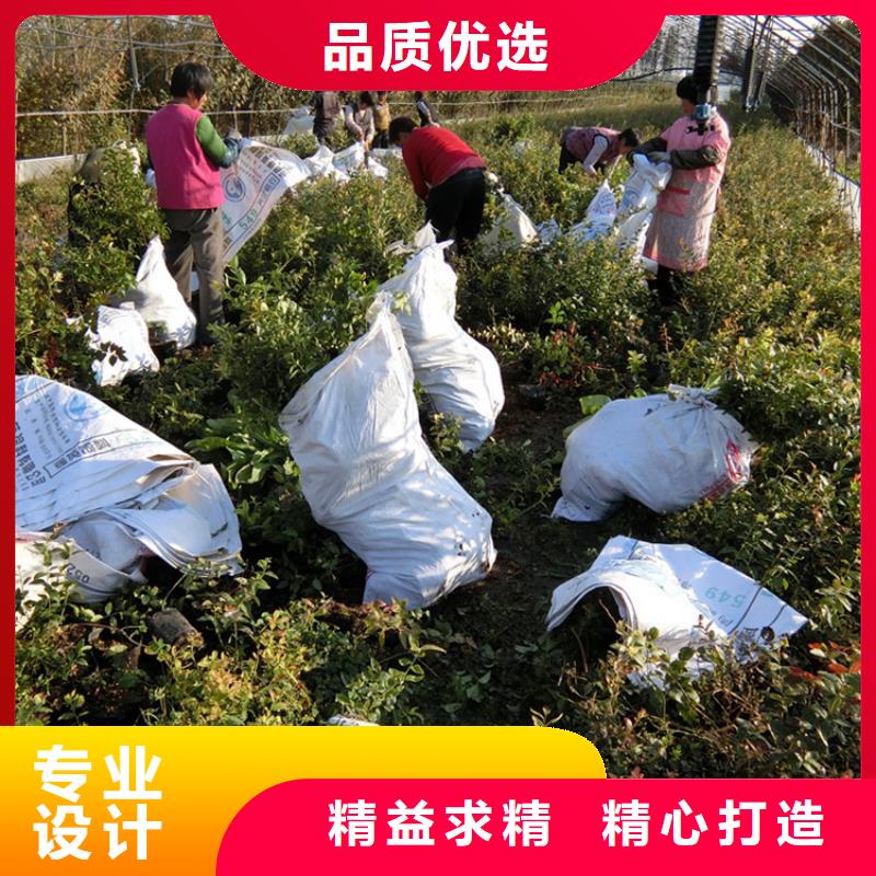 蓝莓苗李树苗支持大小批量采购