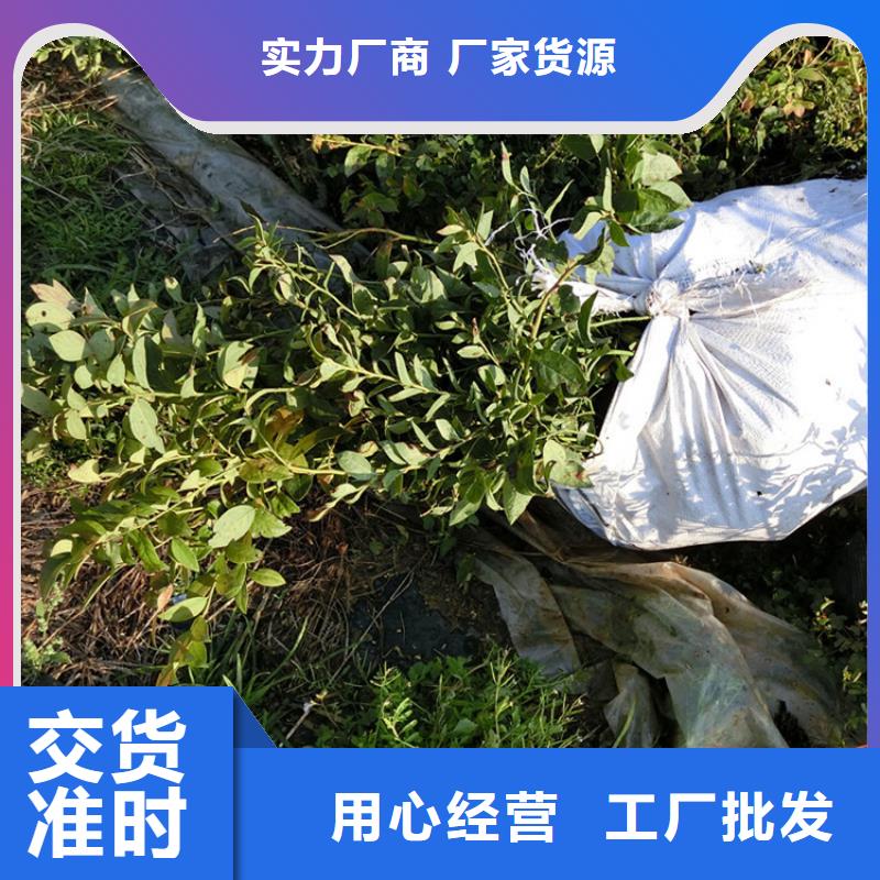 蓝莓苗黄瓜苗服务始终如一