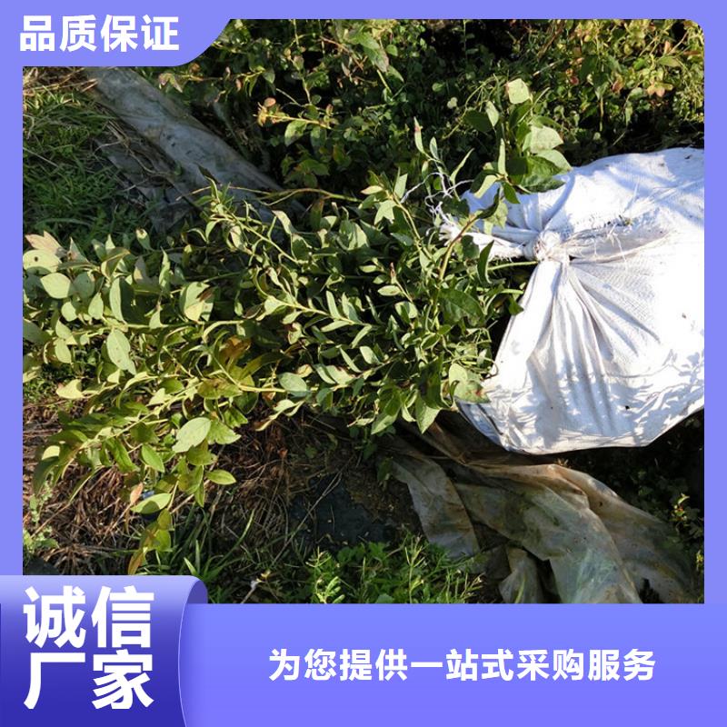 蓝莓苗,樱桃苗支持拿样