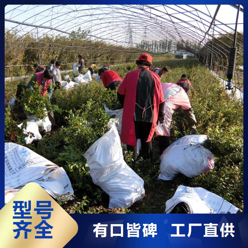 蓝莓苗梨树苗质保一年