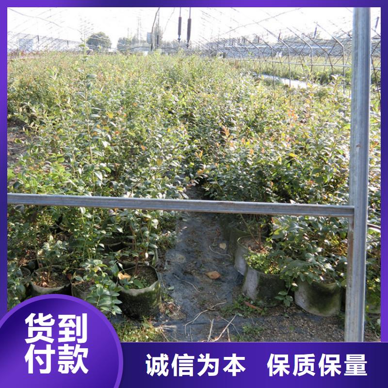 蓝莓苗【板栗苗】厂家案例