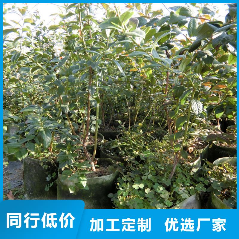 蓝莓苗樱桃苗常年供应