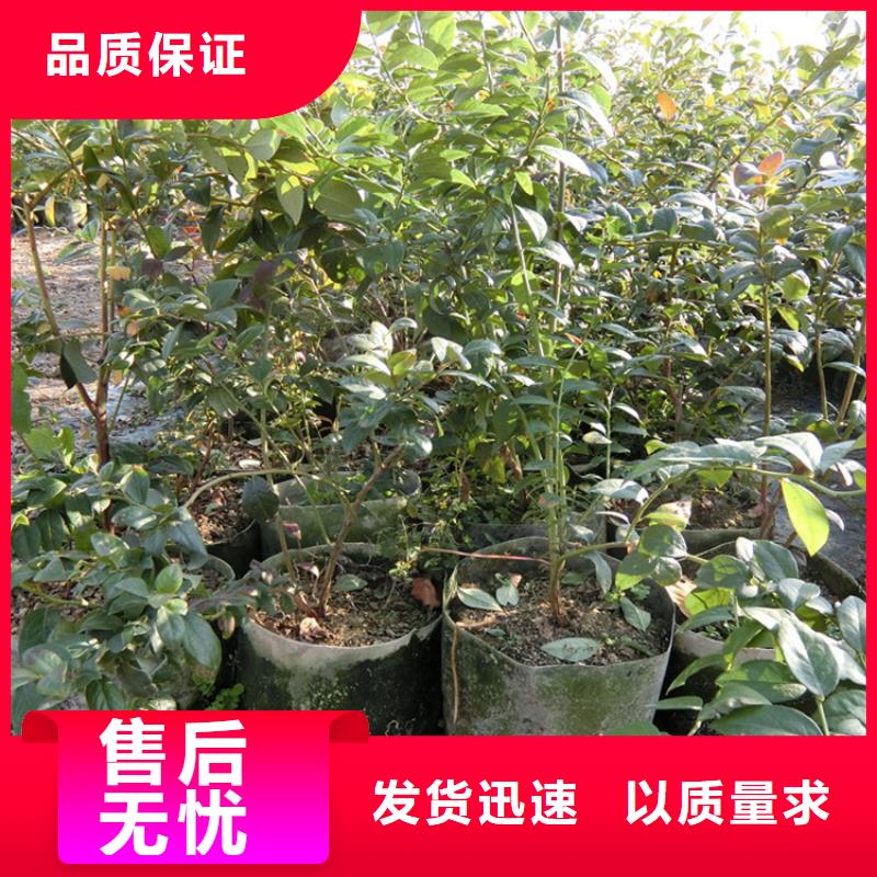 蓝莓苗生产加工