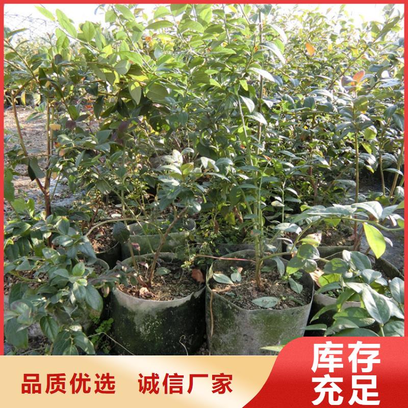 蓝莓苗李树苗支持大小批量采购