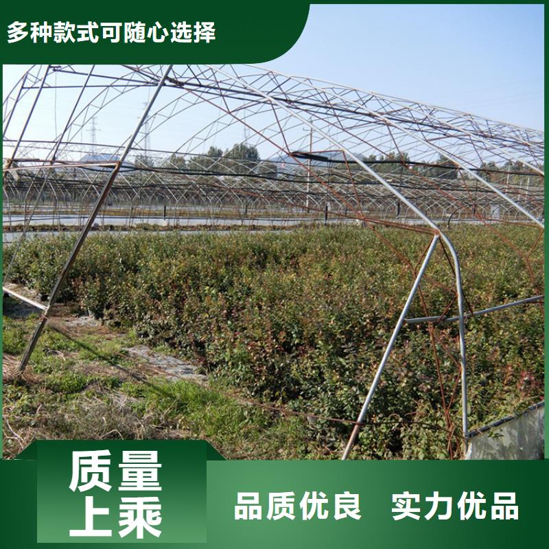 蓝莓苗玛瑙红石榴苗服务至上