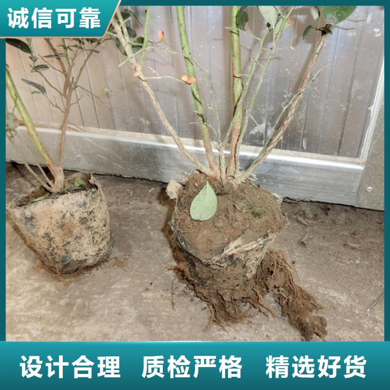 【蓝莓苗樱桃苗颜色尺寸款式定制】