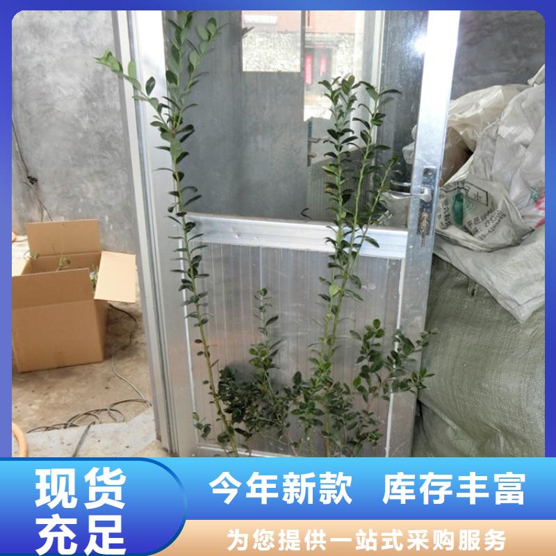 【蓝莓苗】樱桃苗合作共赢