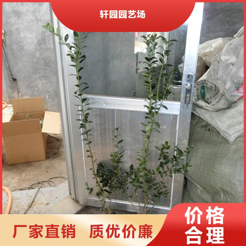 蓝莓苗苹果苗N年大品牌