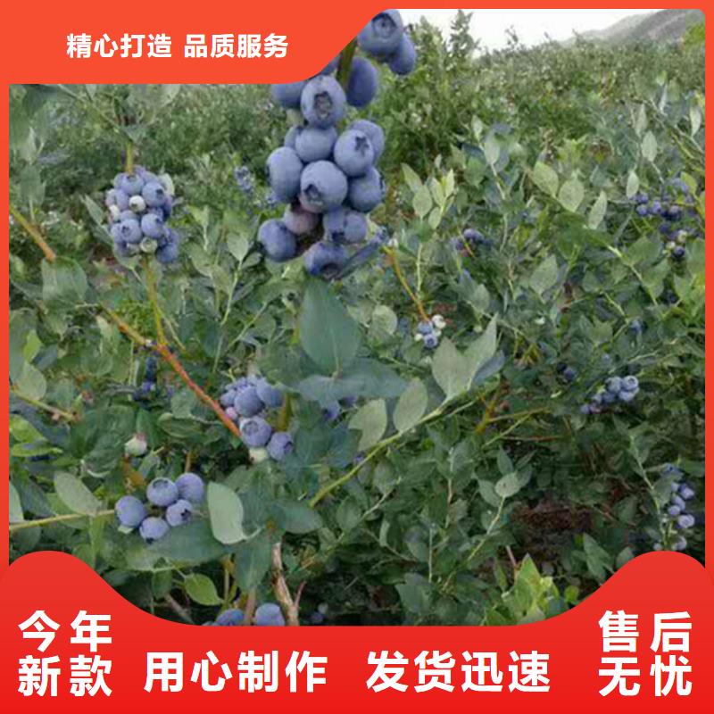 蓝莓苗【苹果苗】产品参数