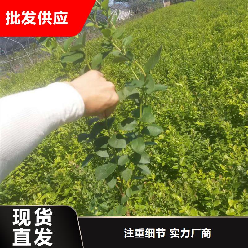 蓝莓苗樱桃苗厂家直营