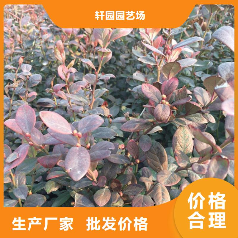 蓝莓苗【苹果苗】产品参数