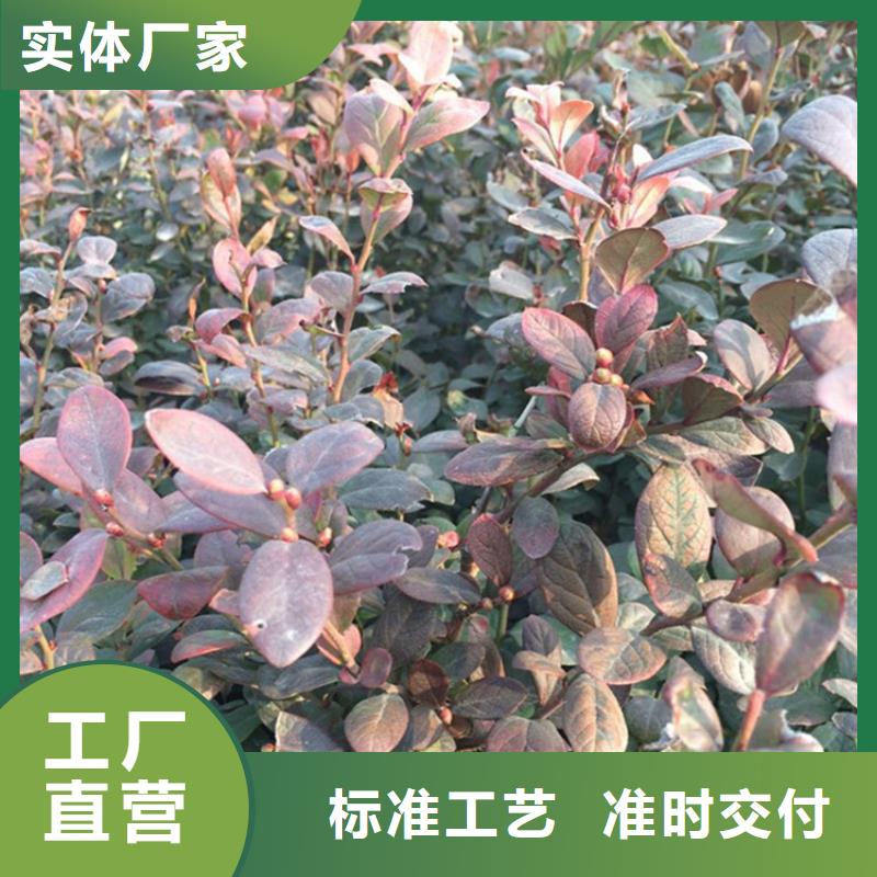 蓝莓苗樱桃苗常年供应