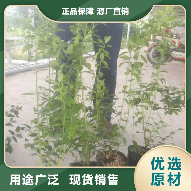 蓝莓苗北美冬青细节展示