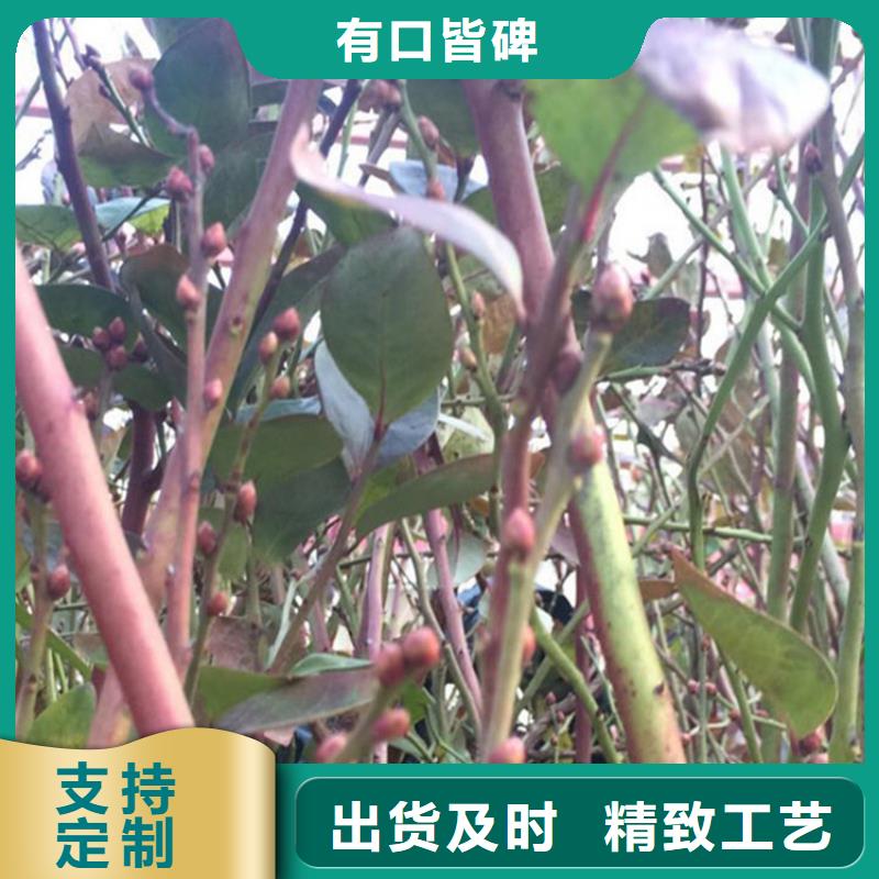 蓝莓苗,【苹果苗】闪电发货