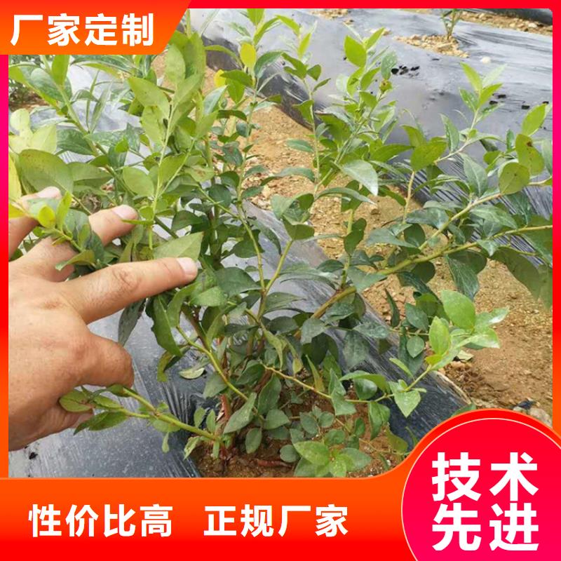蓝莓苗樱桃苗常年供应