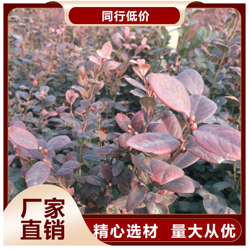 蓝莓苗樱桃苗源厂供货