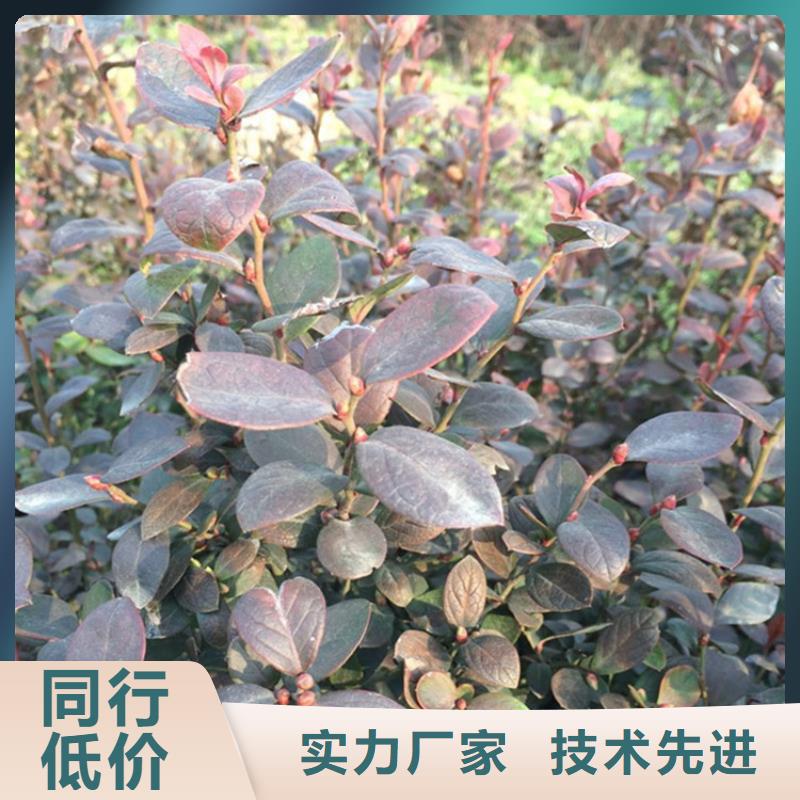 蓝莓苗李树苗支持大小批量采购