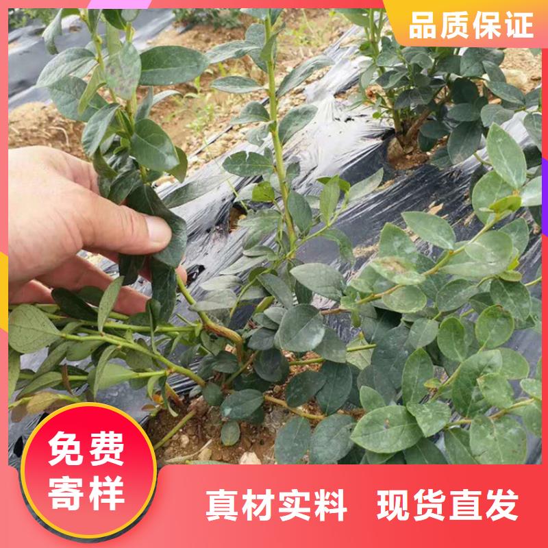 蓝莓苗-石榴苗欢迎来电咨询