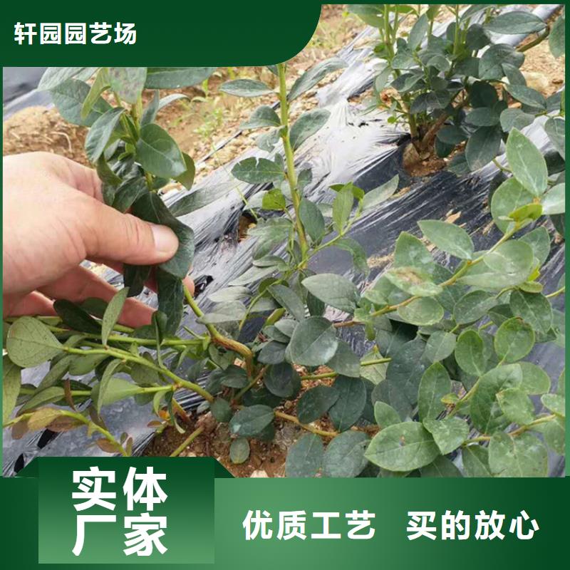 蓝莓苗,樱桃苗物流配送