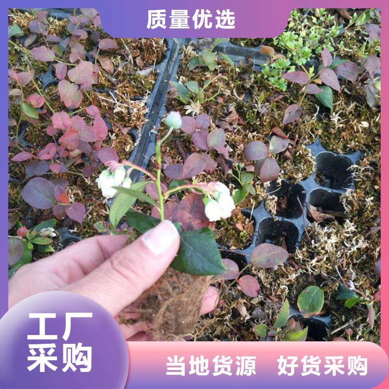 蓝莓苗苹果苗N年大品牌