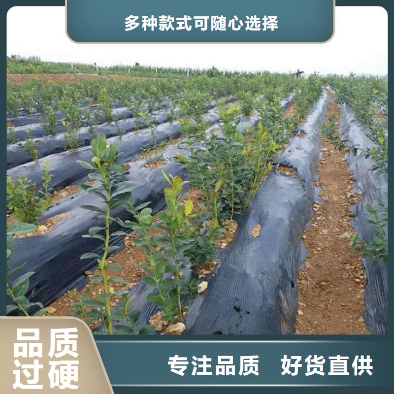 蓝莓苗-石榴苗欢迎来电咨询