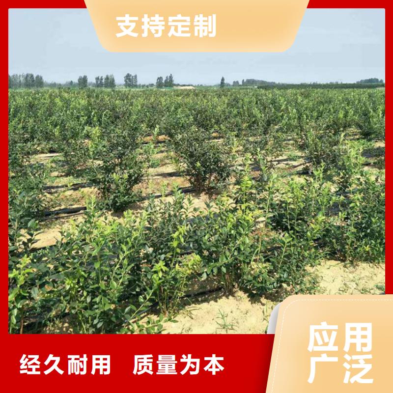 蓝莓苗樱桃苗厂家直营