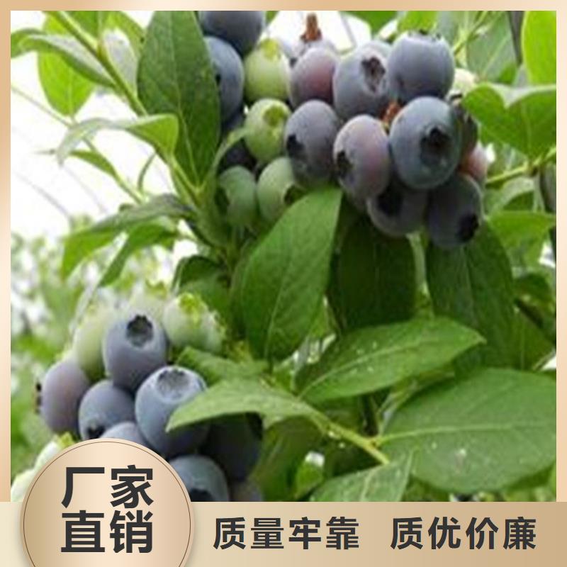 【蓝莓苗-苹果苗精选优质材料】