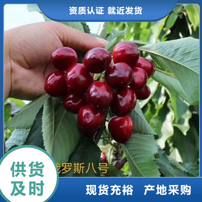 樱桃【苹果苗】现货充足