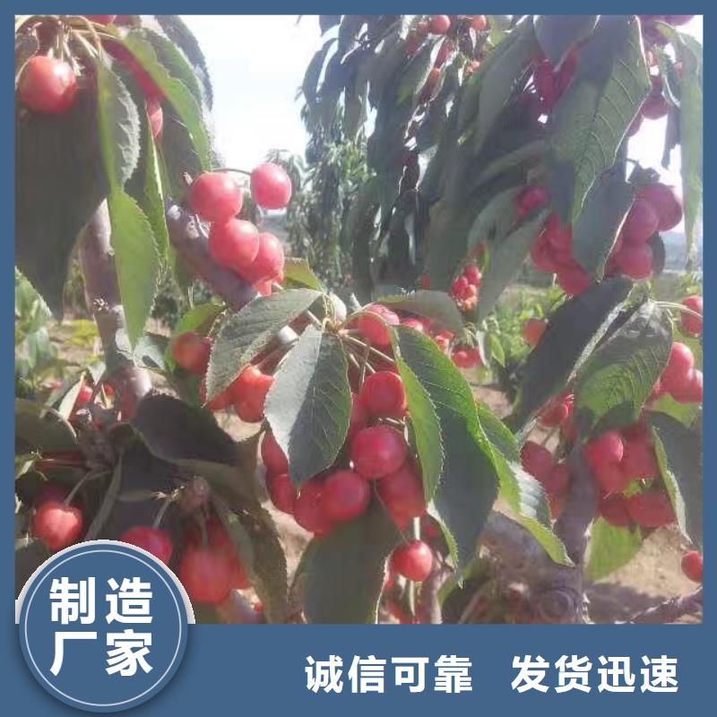 樱桃西瓜苗专注细节更放心