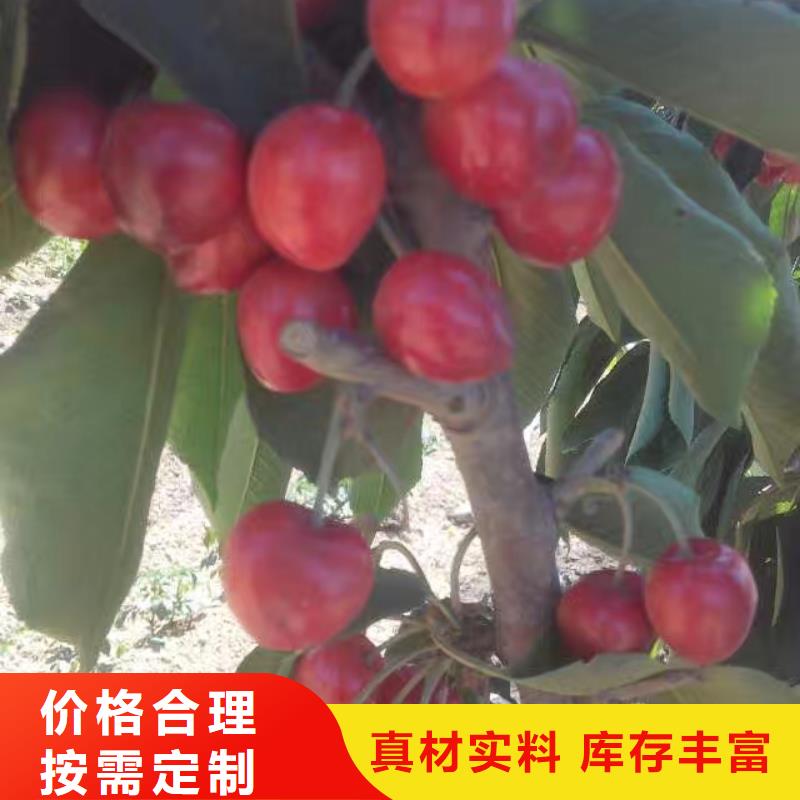 樱桃桃树苗有口皆碑