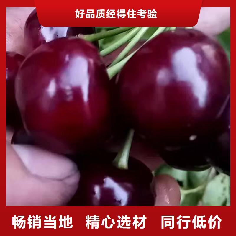 樱桃西瓜苗专注细节更放心