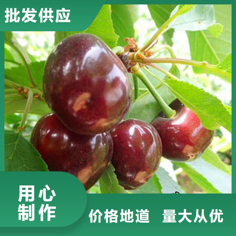 樱桃板栗苗款式多样
