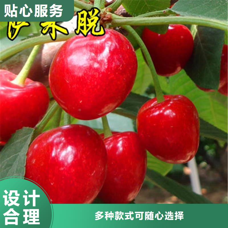 樱桃桃树苗质优价保