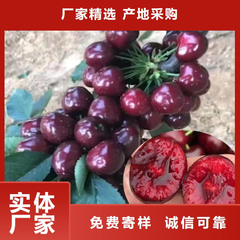 樱桃,【樱桃苗】产品性能