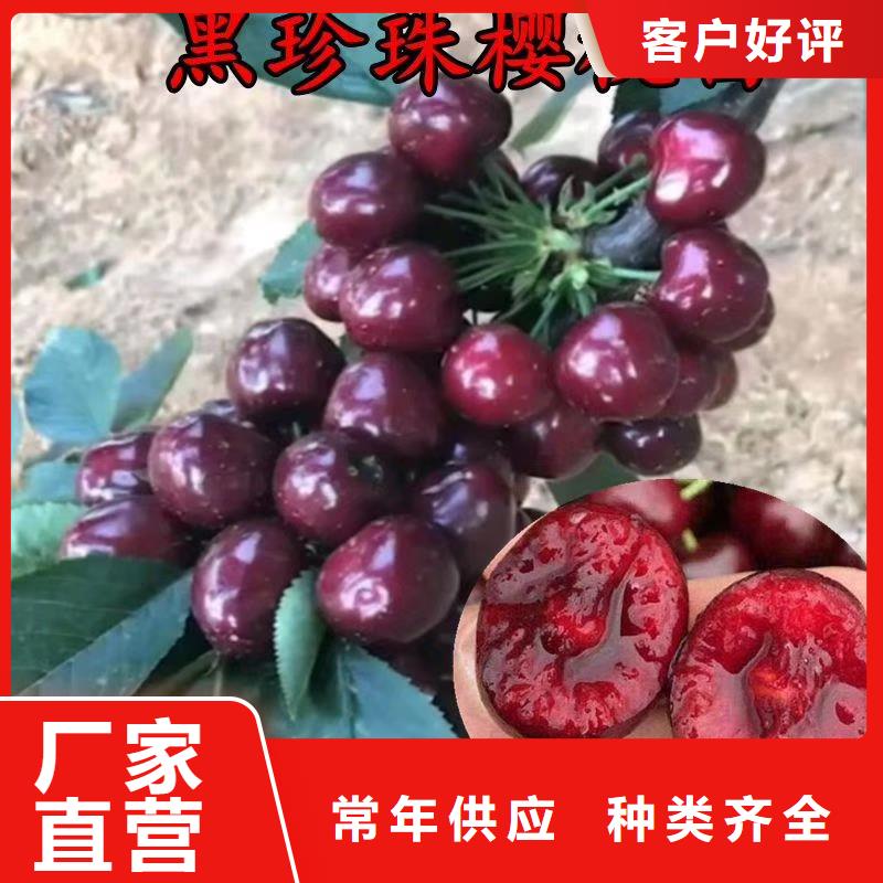 【樱桃-苹果苗甄选好物】