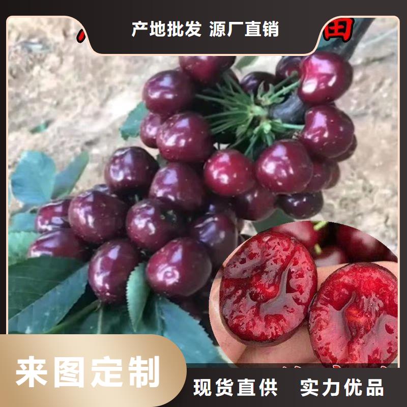 樱桃樱桃苗应用范围广泛