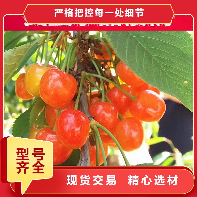 樱桃-苹果苗优质材料厂家直销